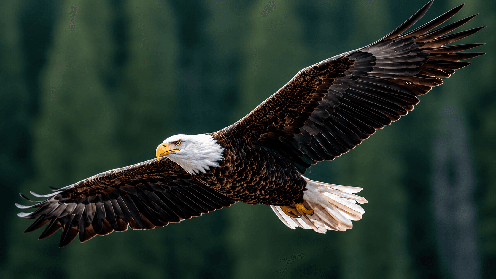 Bald eagle in flight — Predator Markets